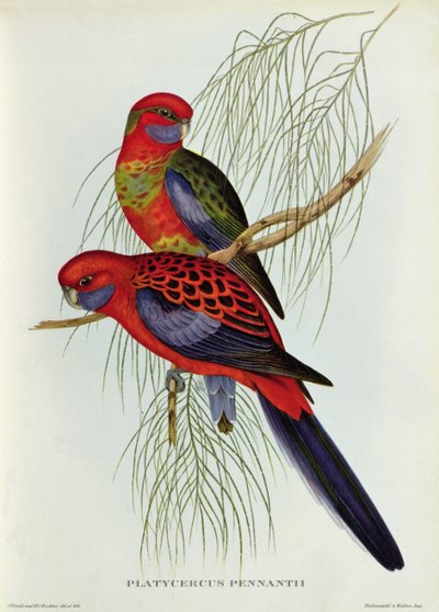 Platycercus Pennantii da John Gould